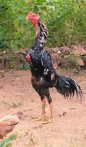 Shamo Male Rooster