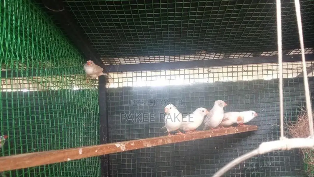 African Love Birds