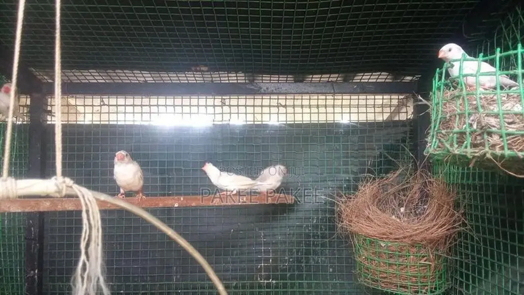 African Love Birds