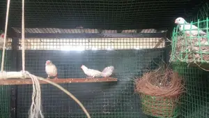 African Love Birds