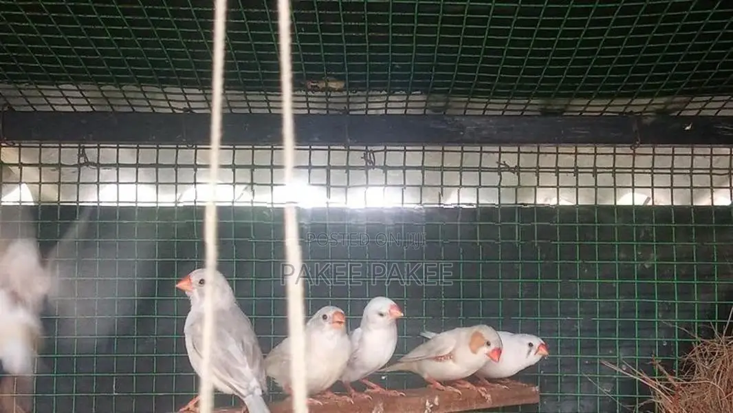 African Love Birds