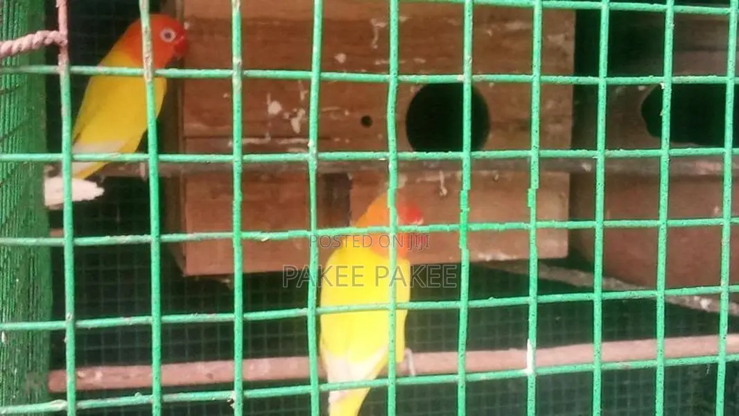 African Love Birds