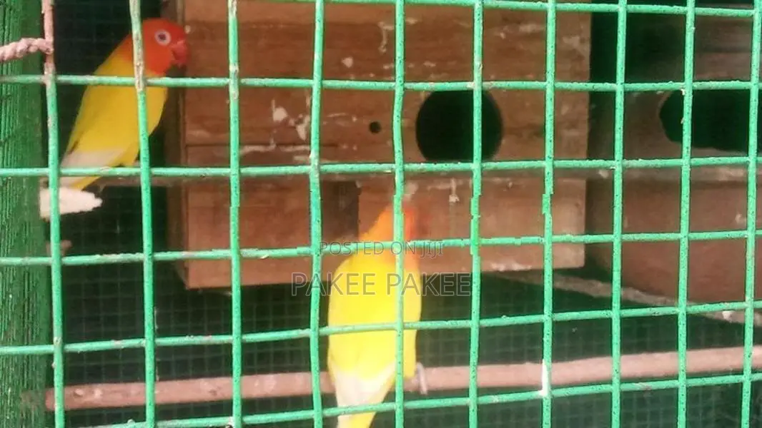 African Love Birds