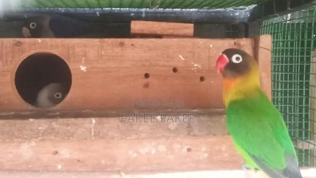 African Love Birds