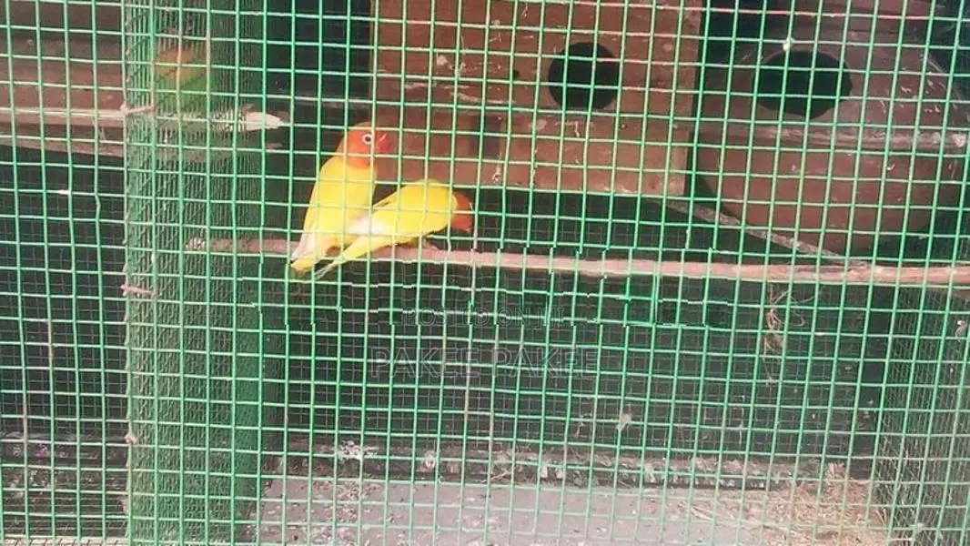 African Love Birds