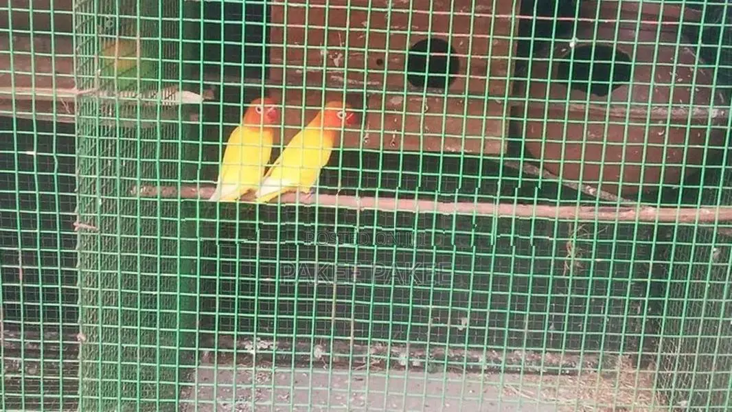 African Love Birds