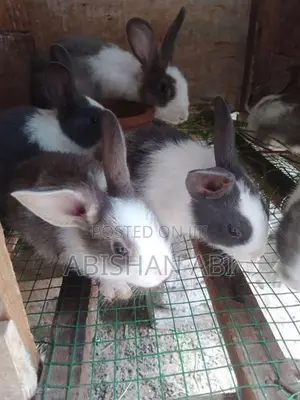 Rabbits