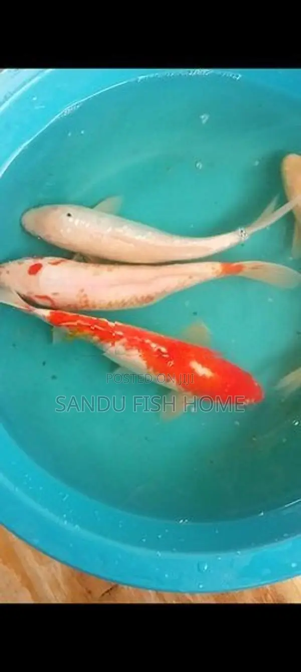 SL Carp Fish