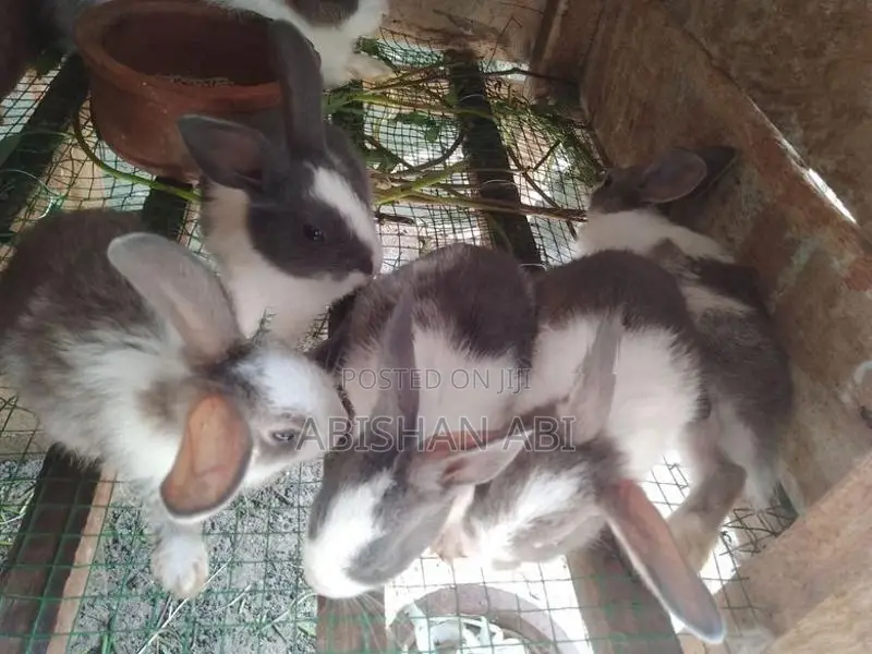 Rabbits