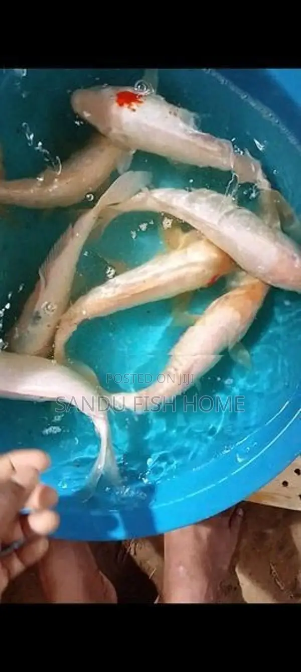 SL Carp Fish