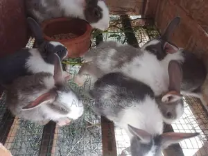 Rabbits