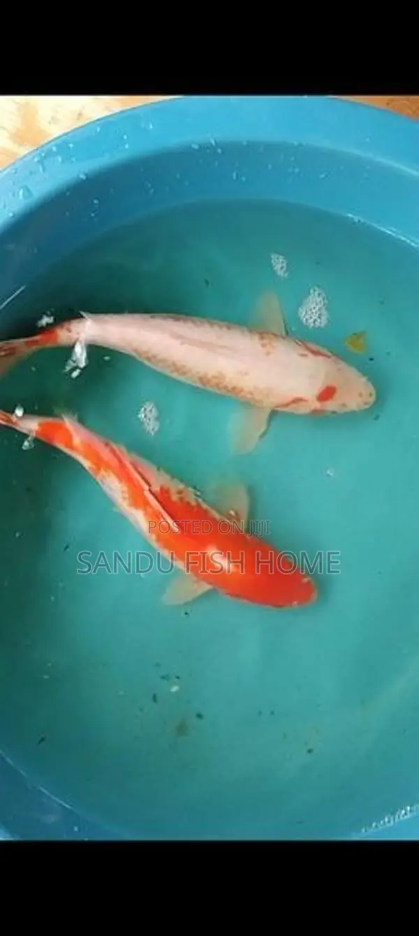 SL Carp Fish