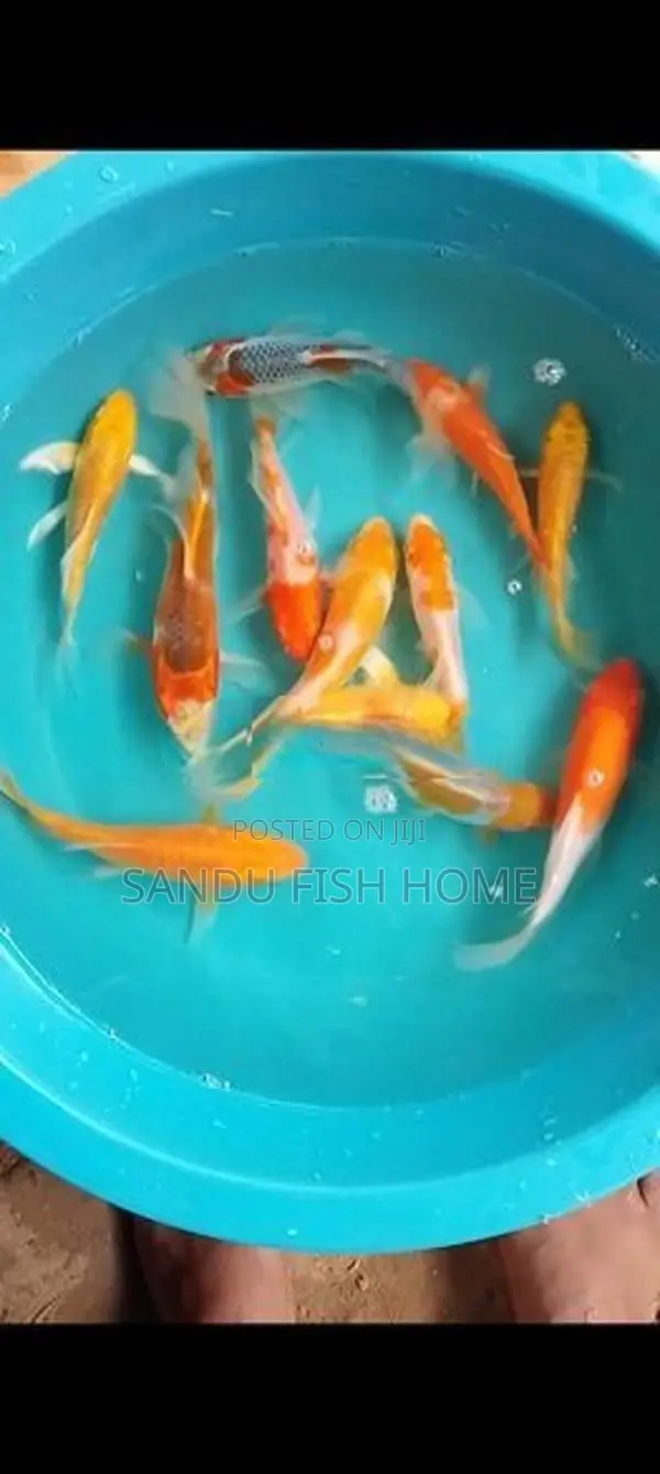 SL Carp Fish