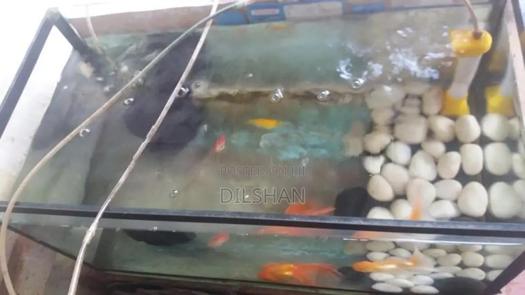 Fish with Tank