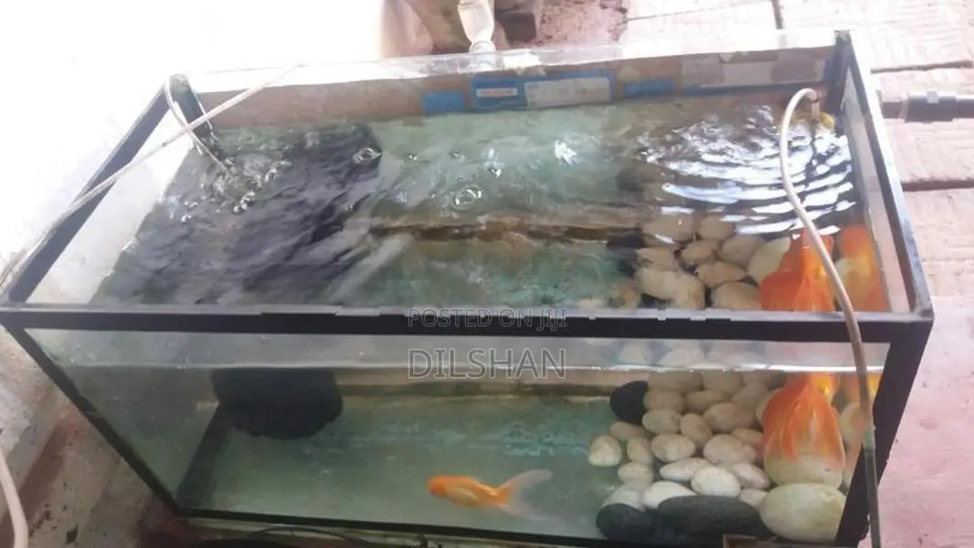 Fish with Tank