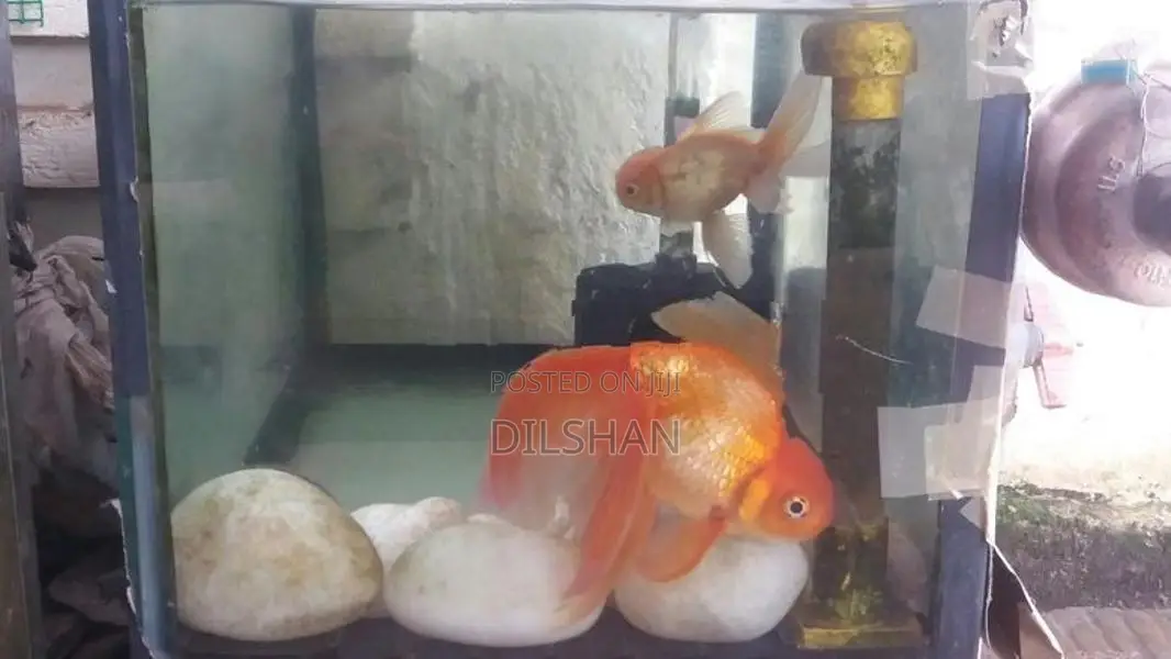 Fish with Tank