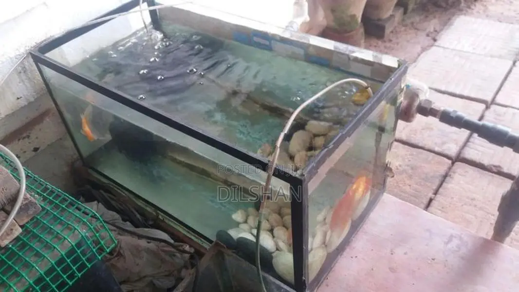 Fish with Tank