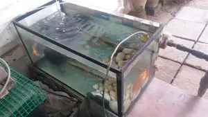 Fish with Tank