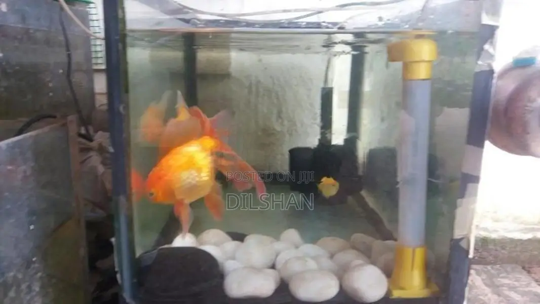 Fish with Tank
