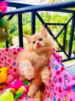 Persian Kitten