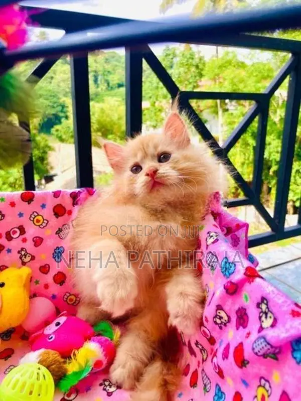 Persian Kitten