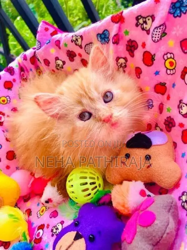 Persian Kitten