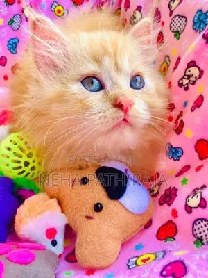 Persian Kitten