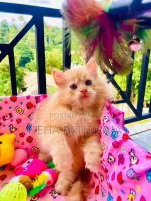 Persian Kitten