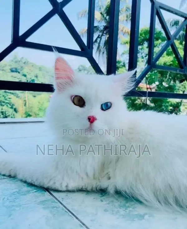 Persian Kitten
