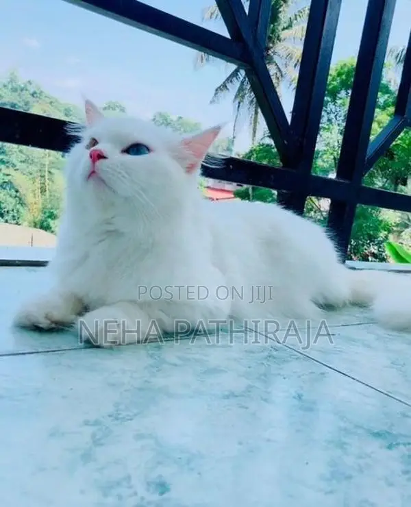 Persian Kitten