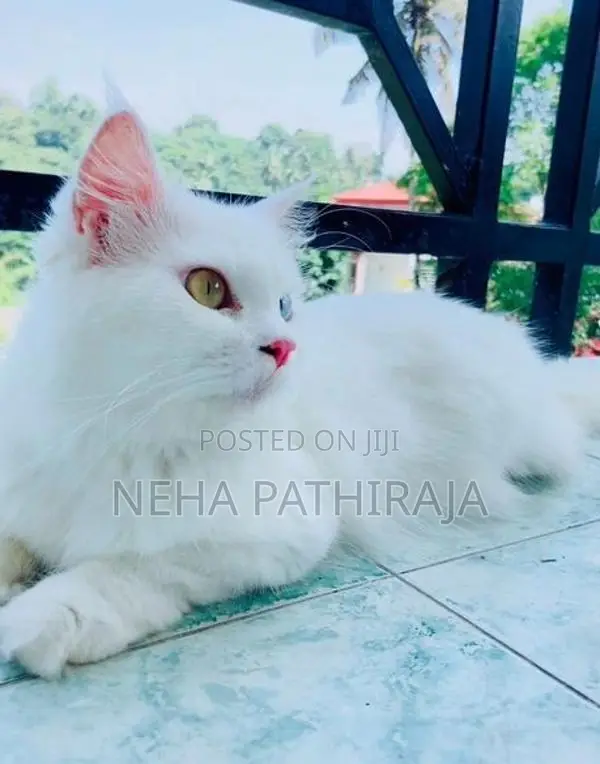 Persian Kitten