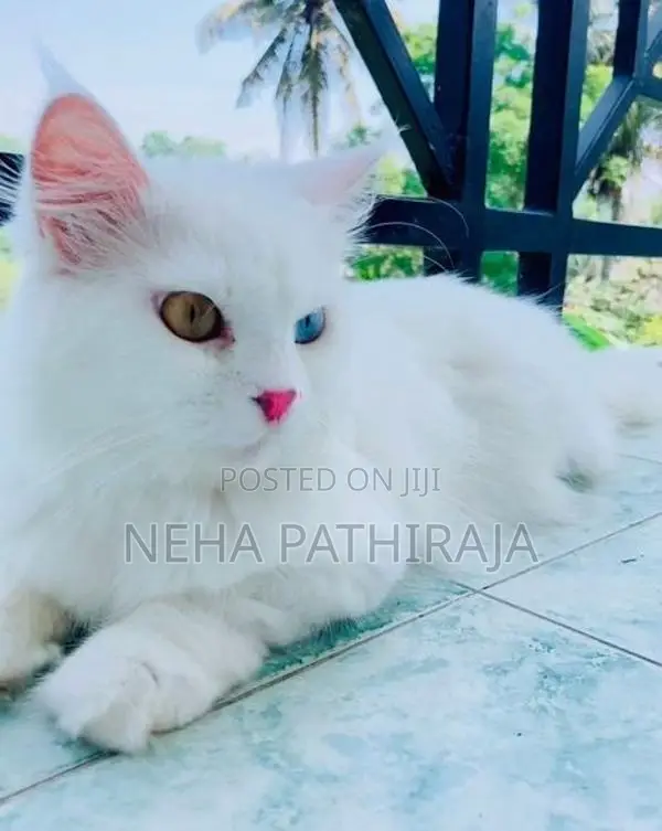 Persian Kitten