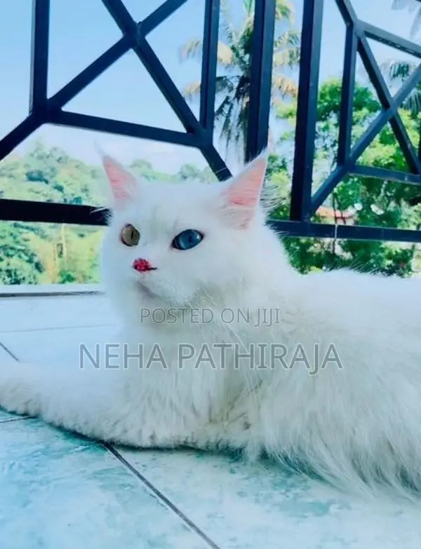 Persian Kitten