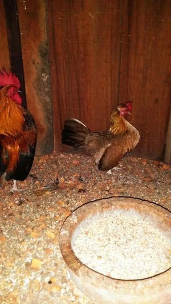 OGE BB Red Bantam