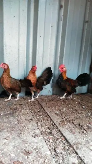 OGE BB Red Bantam