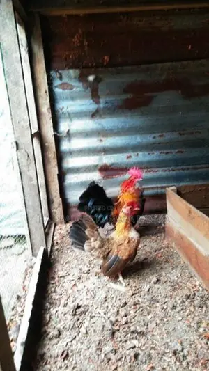OGE BB Red Bantam