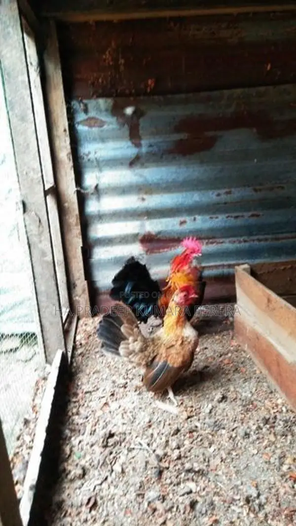 OGE BB Red Bantam