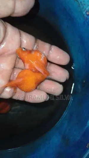 Gold Fish