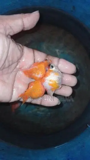Gold Fish