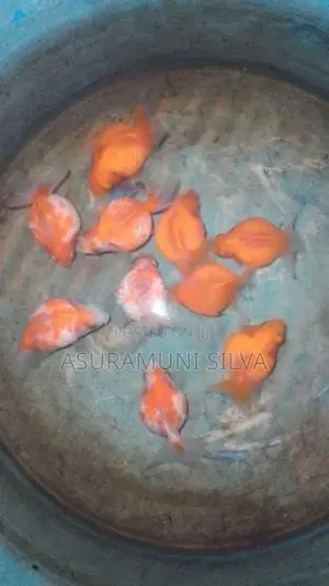 Gold Fish