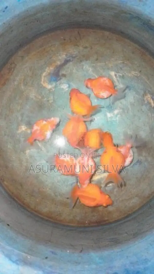Gold Fish