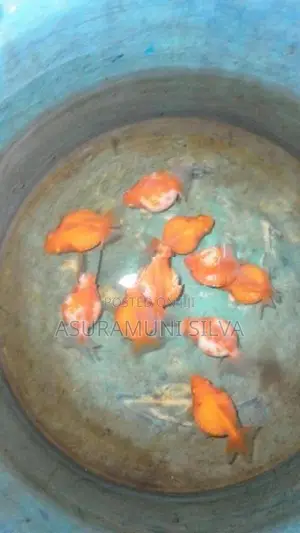 Gold Fish