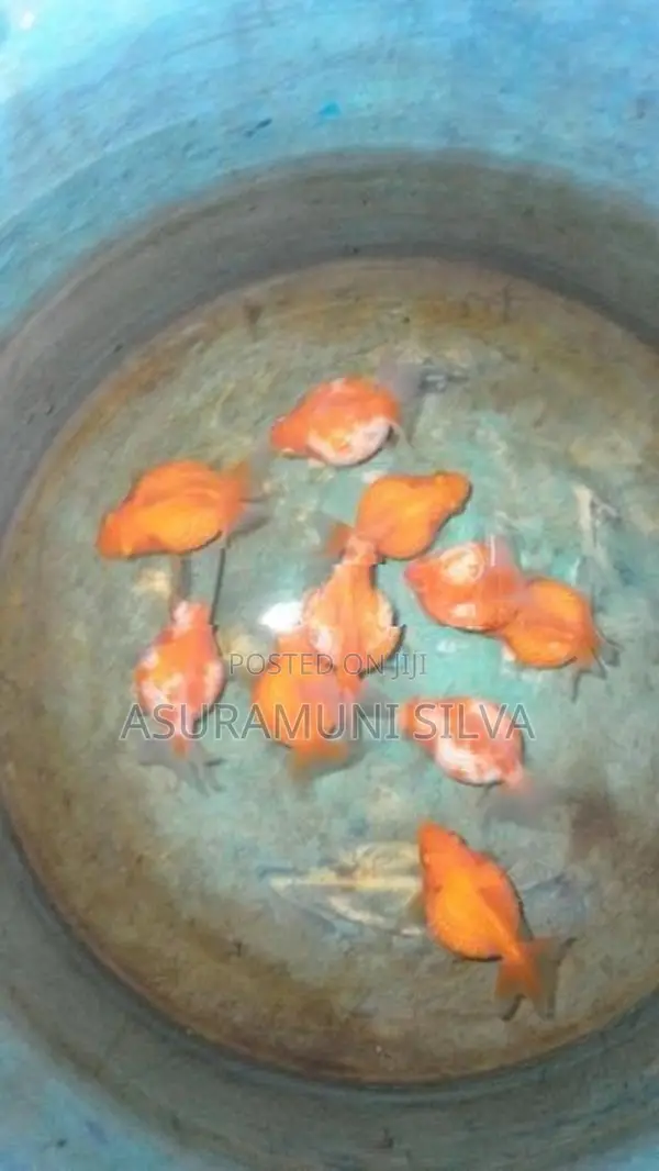 Gold Fish