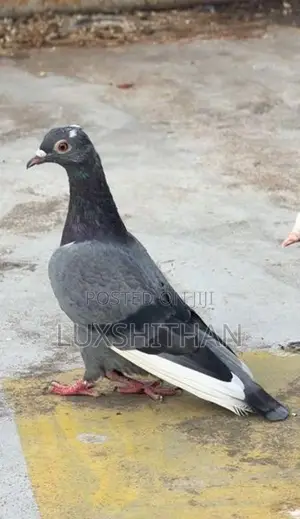Pigeon
