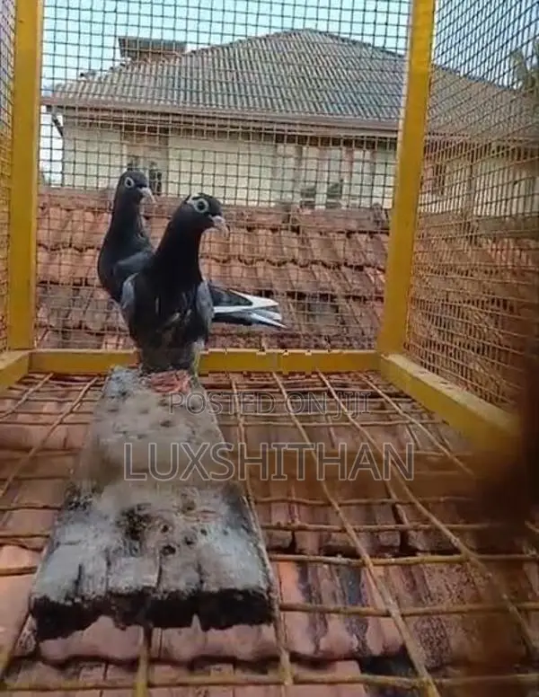 Pigeon