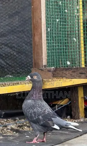 Pigeon