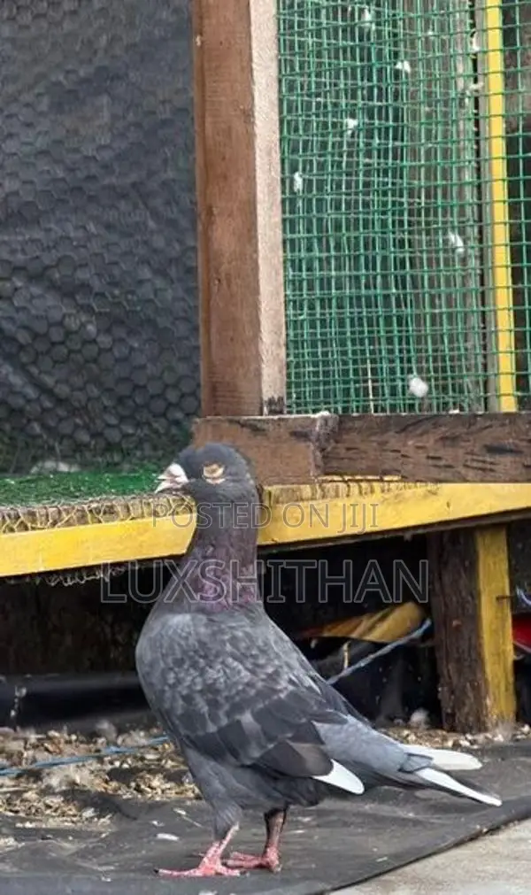 Pigeon