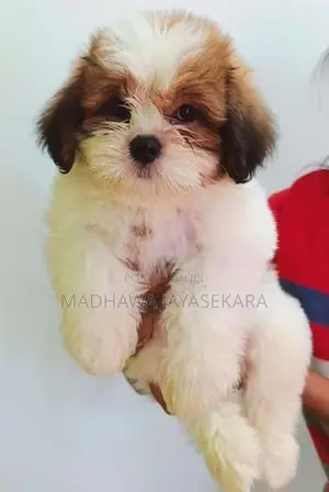 Shih Tzu Puppies - Vaccinated