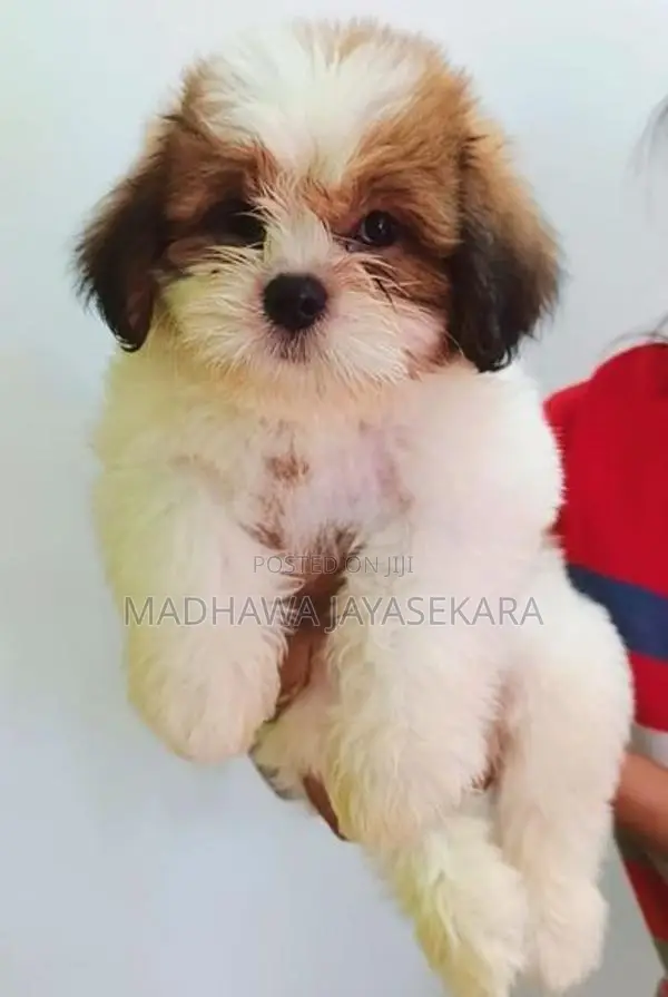 Shih Tzu Puppies - Vaccinated