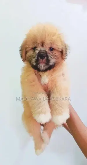 Shih Tzu Puppies - Vaccinated